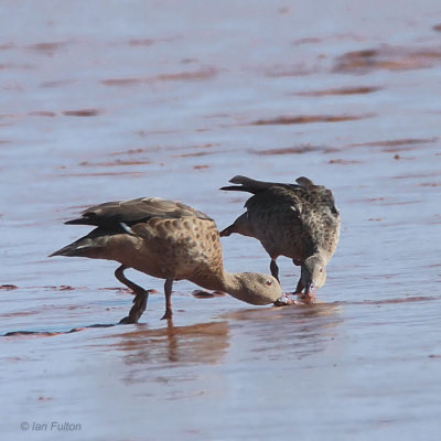 Bernier's Teal, Betsiboka Estuary, Madagascar