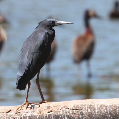 Black Egret, Lake Alarobia-Antananarivo, Madagascar