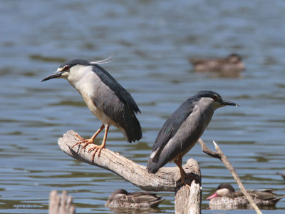 Black-crowned Night Heron, Lake Alarobia-Antananarivo, Madagascar