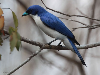 Blue Vanga, Kirindy NP, Madagascar