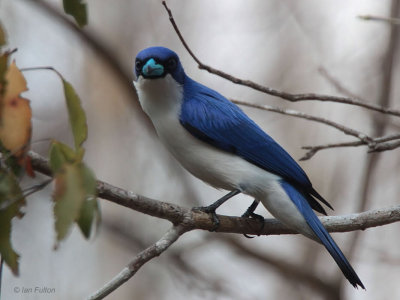 Blue Vanga, Kirindy NP, Madagascar