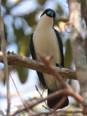 Blue Vanga, Ankarafantsika NP, Madagascar