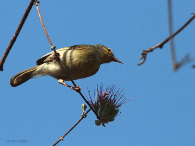 Common Jery, Kirindy NP, Madagascar