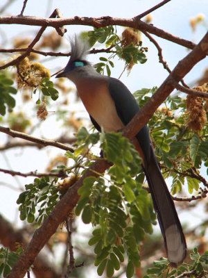 Crested Coua, Swiss Camp-Kirindy NP, Madagascar