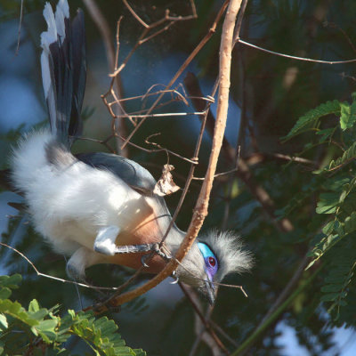 Crested Coua, Tsingy de Bemaraha, Madagascar