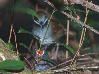 Crossley's Babbler, Ranomafana NP, Madagascar