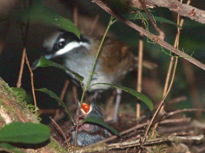 Crossley's Babbler, Ranomafana NP, Madagascar