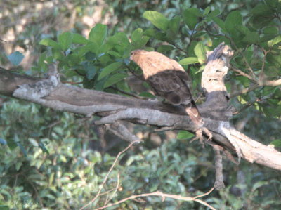 Cuckoo Hawk, Tsingy de Bemaraha, Madagascar