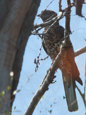 Cuckoo Roller (female), Zombitse NP, Madagascar