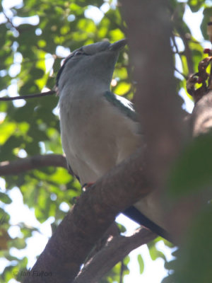 Cuckoo Roller (male), Ankarafantsika NP, Madagascar
