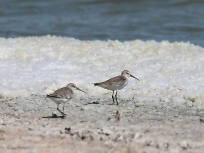 Curlew Sandpiper, near Ifaty, Madagascar