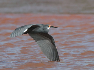 Dimorphic Egret, Betsiboka Estuary, Madagascar