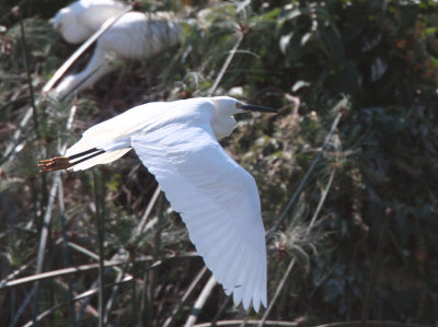 Dimorphic Egret, Lake Alarobia-Antananarivo, Madagascar