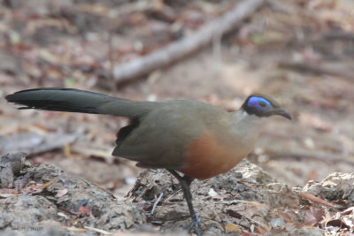 Giant Coua, Kirindy NP, Madagascar