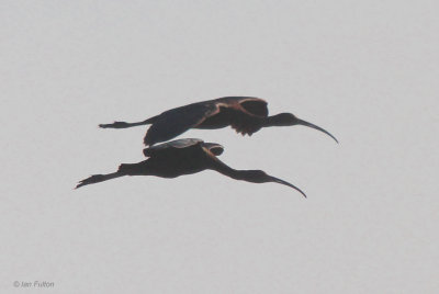 Glossy Ibis, Tsingy de Bemaraha, Madagascar