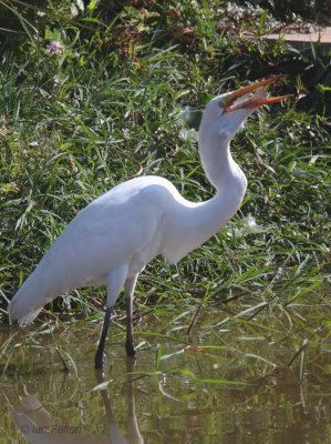Great White Egret, Antananarivo, Madagascar