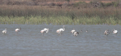 Greater Flamingo, near Ifaty, Madagascar