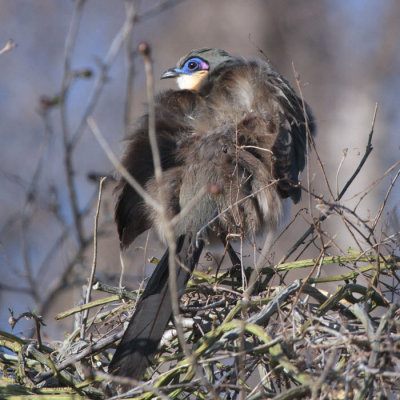 Green-capped Coua, Parc Mosa-Ifaty, Madagascar