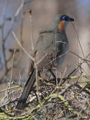 Green-capped Coua, Parc Mosa-Ifaty, Madagascar