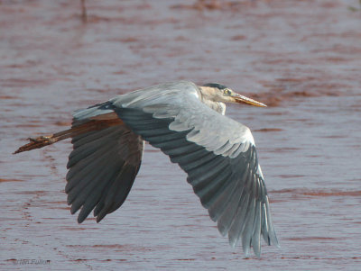 Grey Heron, Betsiboka Estuary, Madagascar