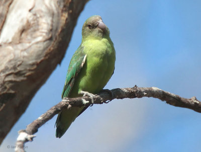 Grey-headed Lovebird, Kirindy NP, Madagascar