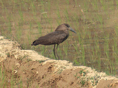 Hammerkop, near Fianarantsoa, Madagascar