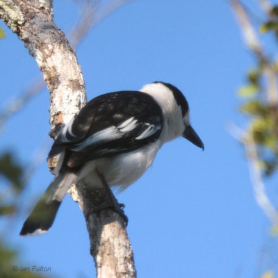 Hook-billed Vanga, Kirindy NP, Madagascar