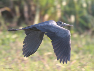 Humblots Heron, Tsingy de Bemaraha, Madagascar