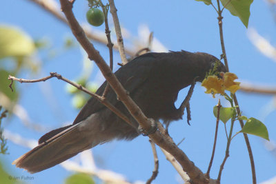 Lesser Vasa Parrot, Ankarafatsika NP, Madagascar