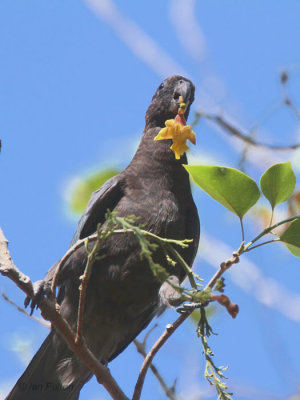 Lesser Vasa Parrot, Ankarafatsika NP, Madagascar