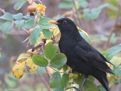 Blackbird, Kilminning, Fife