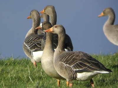 European (Russian) White-fronted Goose