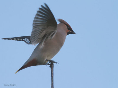 Waxwing, Sandyholm Garden Centre, Clyde