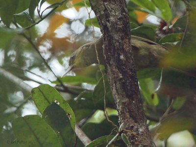 Long-billed Greenbull or Bernieria, Andasibe NP, Madagascar