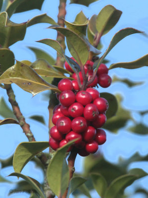 Holly berries, Loch Lomond NNR