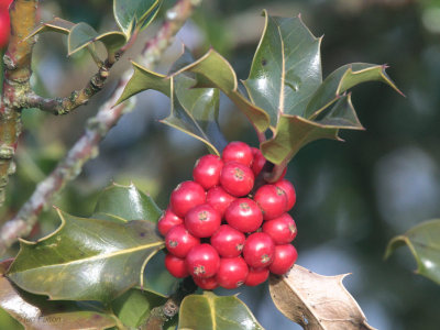 Holly berries, Loch Lomond NNR