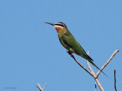 Madagascar Bee-eater, Parc Mosa-Ifaty, Madagascar