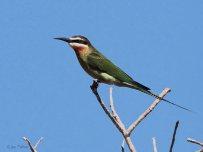 Madagascar Bee-eater, Parc Mosa-Ifaty, Madagascar