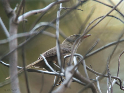 Madagascar Brush Warbler, Isalo NP, Madagascar