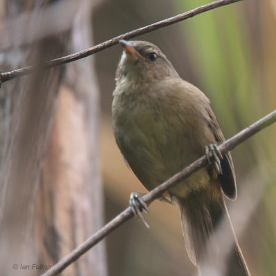 Madagascar Brush Warbler, Isalo NP, Madagascar