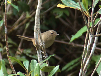 Madagascar Brush Warbler, Ranomafana NP, Madagascar