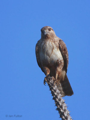 Madagascar Buzzard, Parc Mosa-Ifaty, Madagascar