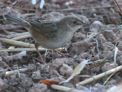 Madagascar Cisticola, Antananarivo, Madagascar