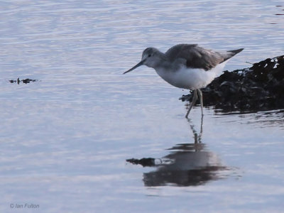 Greenshank, Dumbarton, Clyde