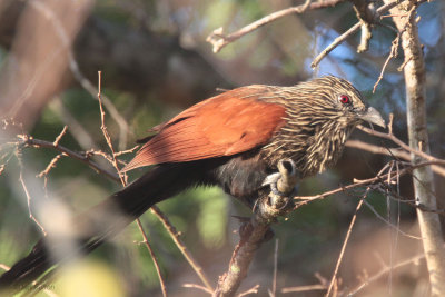 Madagascar Coucal, Tsingy de Bemaraha, Madagascar