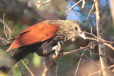 Madagascar Coucal, Tsingy de Bemaraha, Madagascar