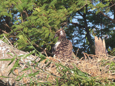 Madagascar Fish Eagle (chick on nest), Tsingy de Bemaraha, Madagascar