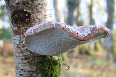 Birch Polypore Fungus, Aber Bog, Loch Lomond NNR