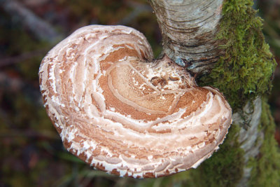 Birch Polypore Fungus, Aber Bog, Loch Lomond NNR