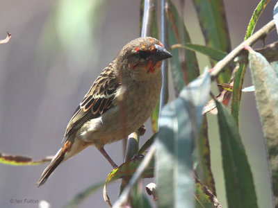 Madagascar Fody, Antananarivo, Madagascar